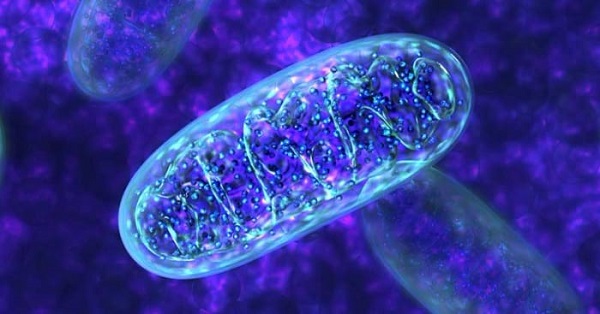 mitokondrium sejt